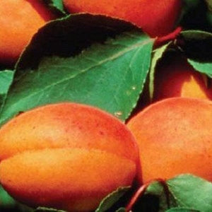 Alfred' Apricot Tree Fruit Trees