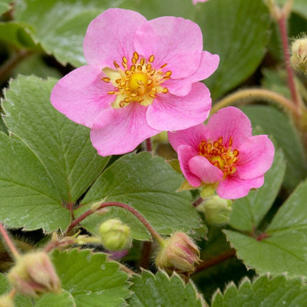 Summer Breeze Cherry' Strawberry Plants Soft Fruit