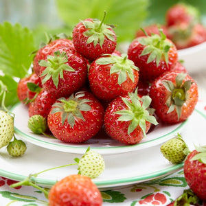 Summer Breeze Cherry' Strawberry Plants Soft Fruit