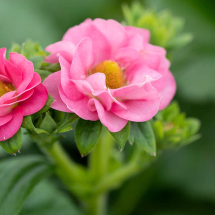 Summer Breeze Cherry' Strawberry Plants Soft Fruit