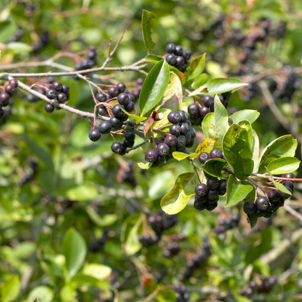 Viking' Chokeberry Bush | Aronia x prunifolia Soft Fruit