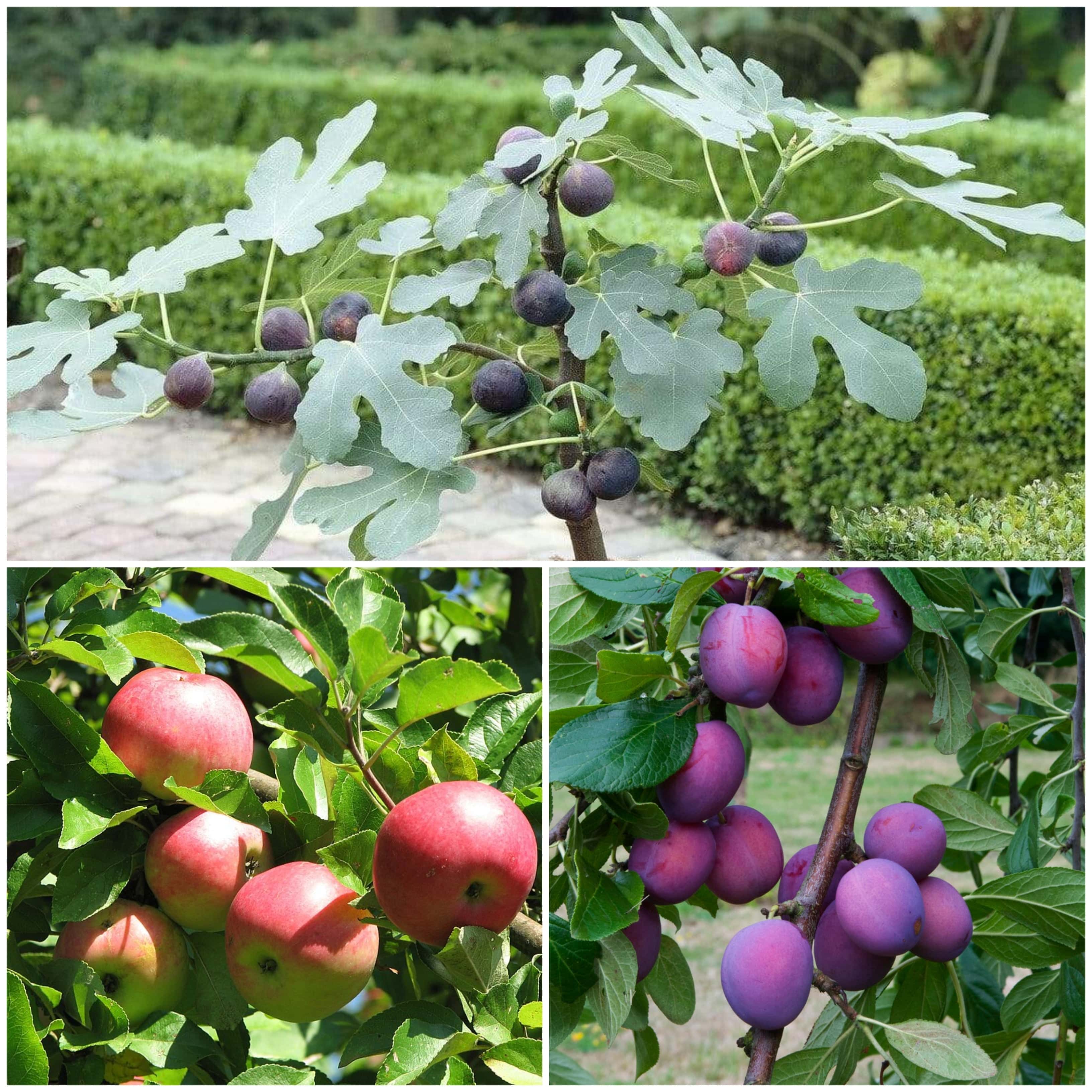 3 Super Easy to Grow Fruit Trees | Apple, Fig & Plum