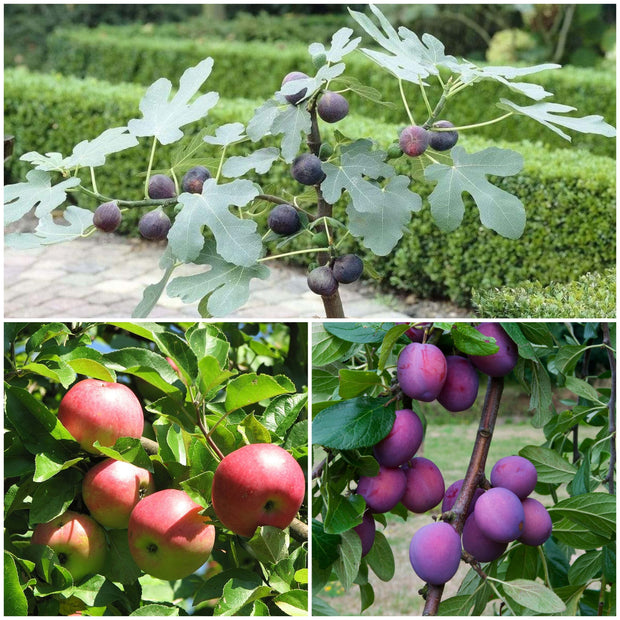 Best Fruit Trees For Beginners Fruit Trees