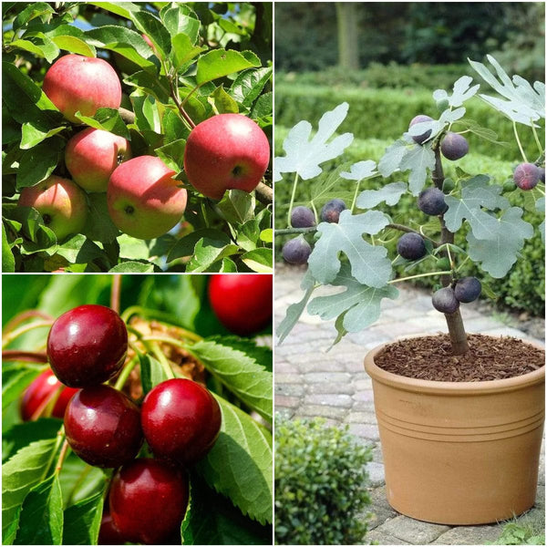 The 3 Best Fruit Trees for Small Gardens | Apple, Cherry & Fig Fruit Trees