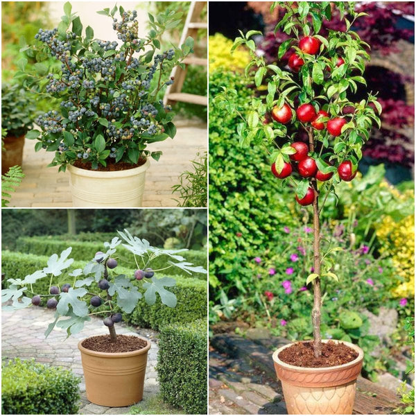 The 3 Best Fruits to Grow in Pots | Nectarine, Fig & Blueberry Fruit Trees