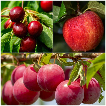 Mini Orchard Collection | Apple, Cherry & Plum Fruit Trees