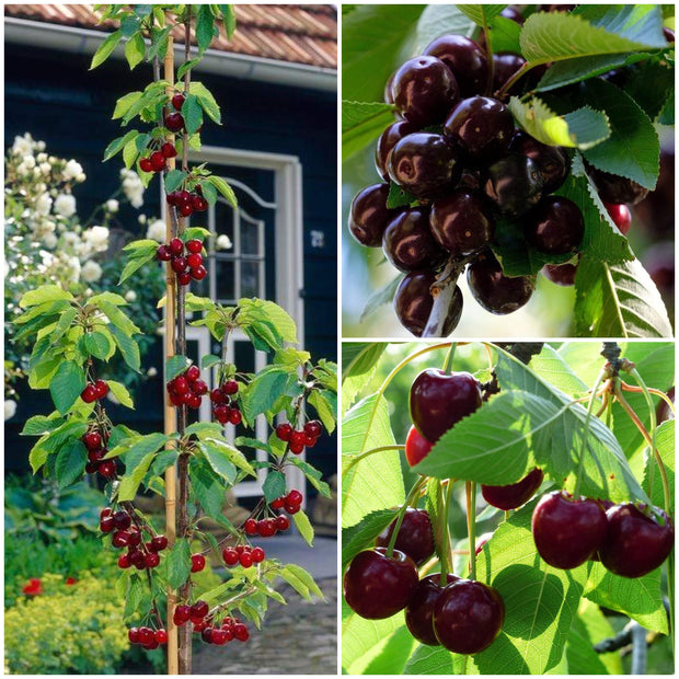 Cross-pollinating Cherry Collection | Kordia, Merchant & Regina Fruit Trees