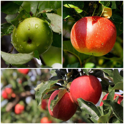 Cross-pollinating Apple Collection | Bramley, Gala & Discovery Fruit Trees
