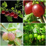 Complete Gooseberry Collection | Red, White & Green Soft Fruit