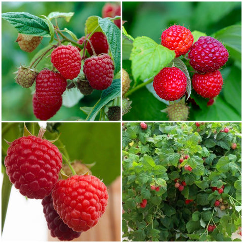 Rooted Raspberry On Cane Bare Root Raspberry Canes: UK Grown, Great Value - Roots Plants