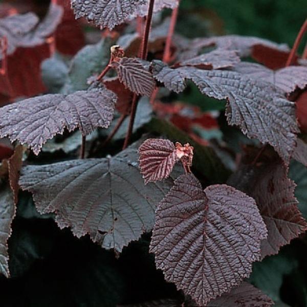 Purple Filbert' Hazel Tree Ornamental Trees