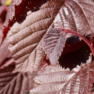 Purple Filbert' Hazel Tree Ornamental Trees