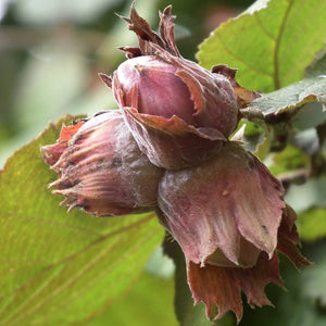 Purple Filbert' Hazel Tree Ornamental Trees