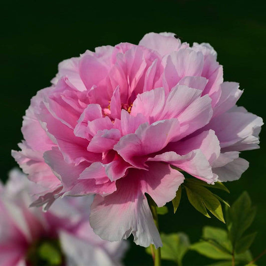 Peony 'Dr Alexander Fleming' | 3L Pot Perennial Bedding