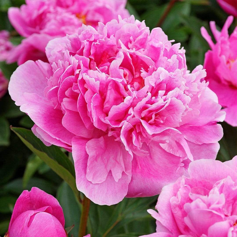 Peony 'Dr Alexander Fleming' | 3L Pot Perennial Bedding