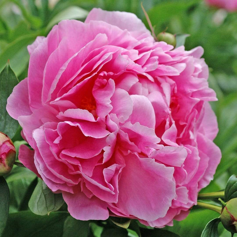 Peony 'Dr Alexander Fleming' | 3L Pot Perennial Bedding