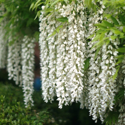 White Japanese Wisteria | Wisteria Floribunda 'Alba' | On a 90cm Cane in a 3L Pot Climbing Plants