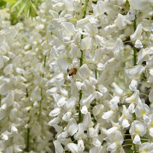 White Japanese Wisteria | Wisteria Floribunda 'Alba' | On a 90cm Cane in a 3L Pot Climbing Plants