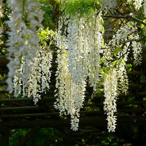 White Japanese Wisteria | Wisteria Floribunda 'Alba' | On a 90cm Cane in a 3L Pot Climbing Plants