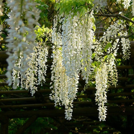 White Japanese Wisteria | Wisteria Floribunda 'Alba' | On a 90cm Cane in a 3L Pot Climbing Plants