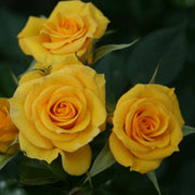 Flower Power Gold' Patio Shrub Rose Shrubs