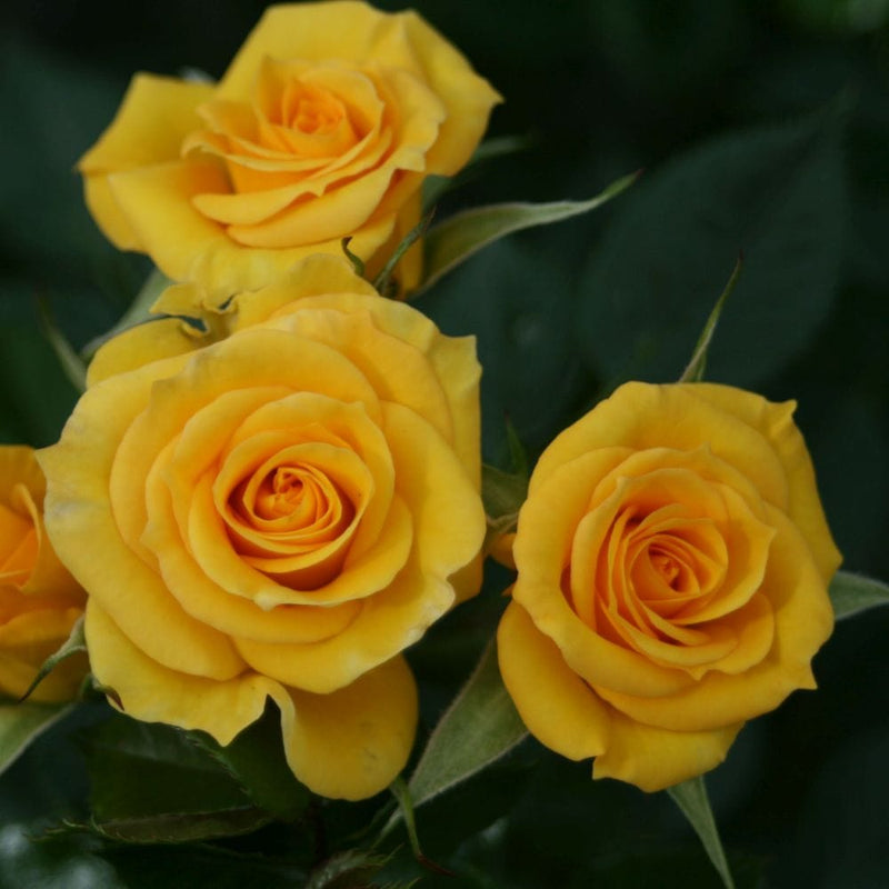 Patio Rose Collection | Roses For Pots Shrubs