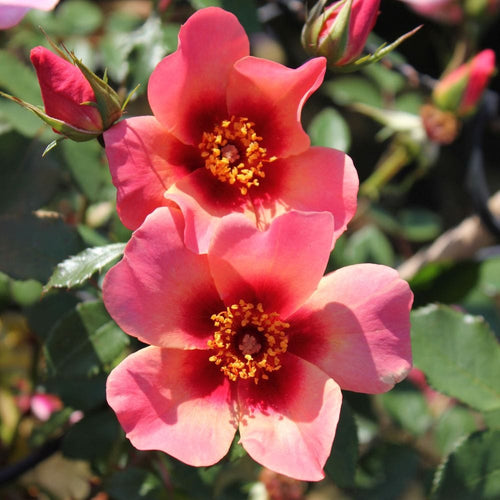 For Your Eyes Only' Floribunda Rose Shrubs