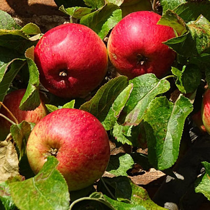 Fortune' Apple Tree Fruit Trees