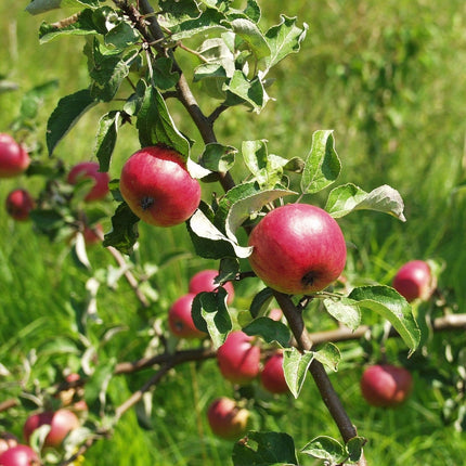 Fortune' Apple Tree Fruit Trees