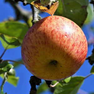 Fortune' Apple Tree Fruit Trees