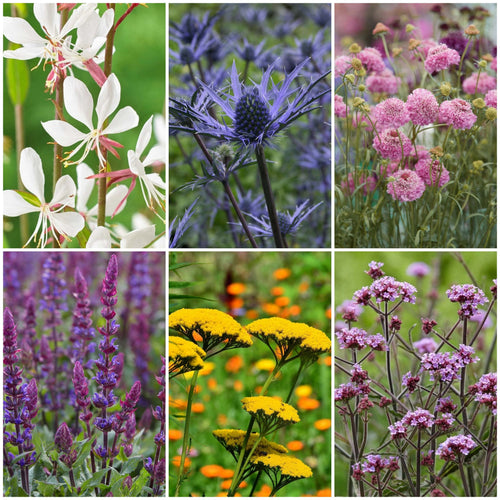 Grow a Great British Wildflower Meadow Perennial Bedding