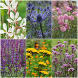 Grow a Great British Wildflower Meadow Perennial Bedding