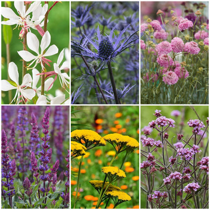 Grow a Great British Wildflower Meadow Perennial Bedding