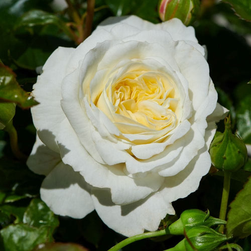 Patio Hit Georgia' Patio Shrub Rose Shrubs