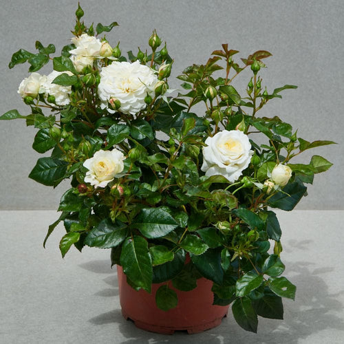 Patio Hit Georgia' Patio Shrub Rose Shrubs