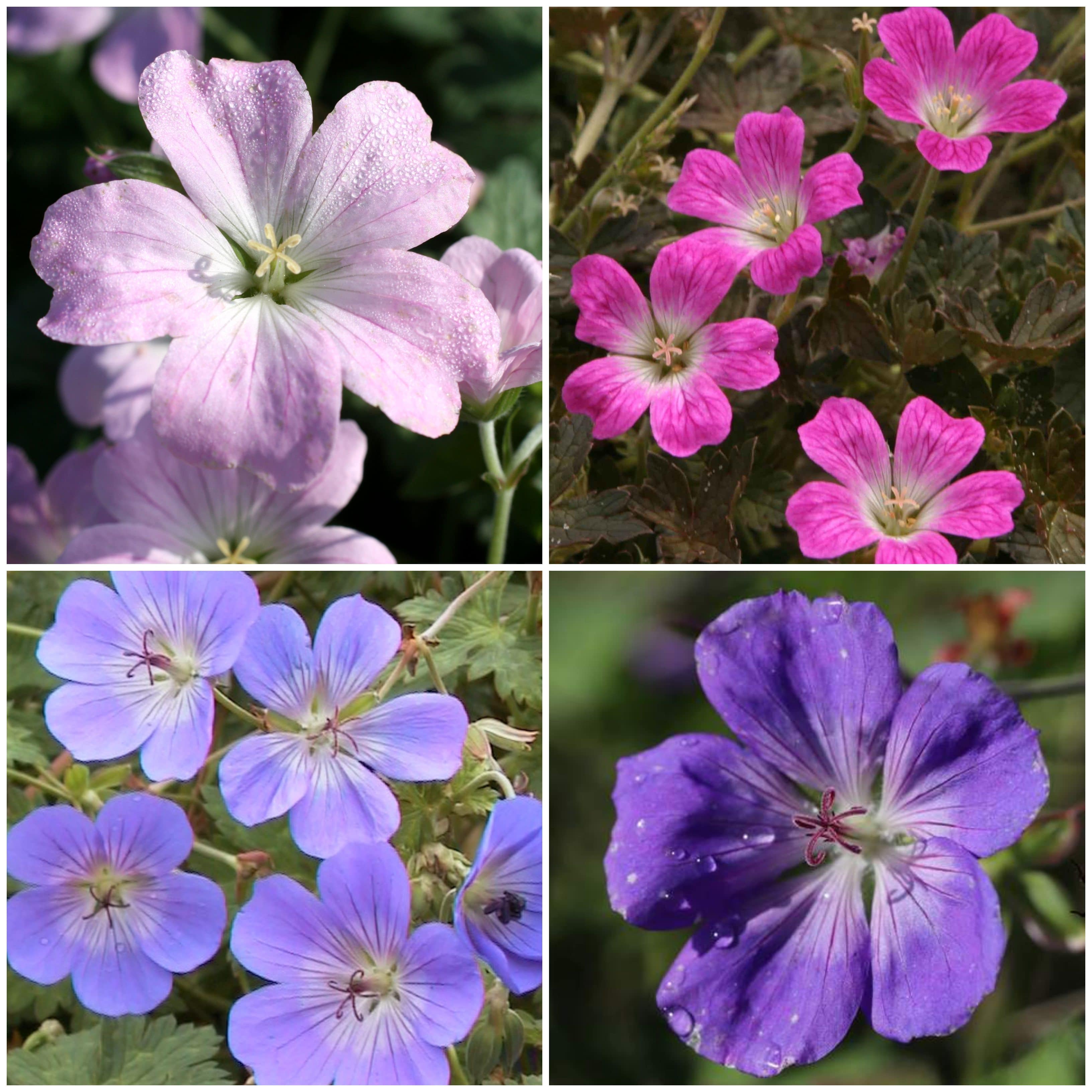Ground Geranium Hardy Ground-Cover Geraniums Collection - Roots Plants
