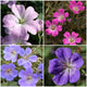Hardy Geranium Collection | 3 x 1L Pots Perennial Bedding