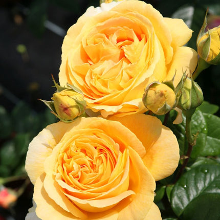 Global Beauty (Candlelight)' Hybrid Tea Rose Shrubs