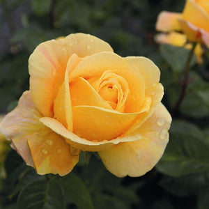 Global Beauty (Candlelight)' Hybrid Tea Rose Shrubs