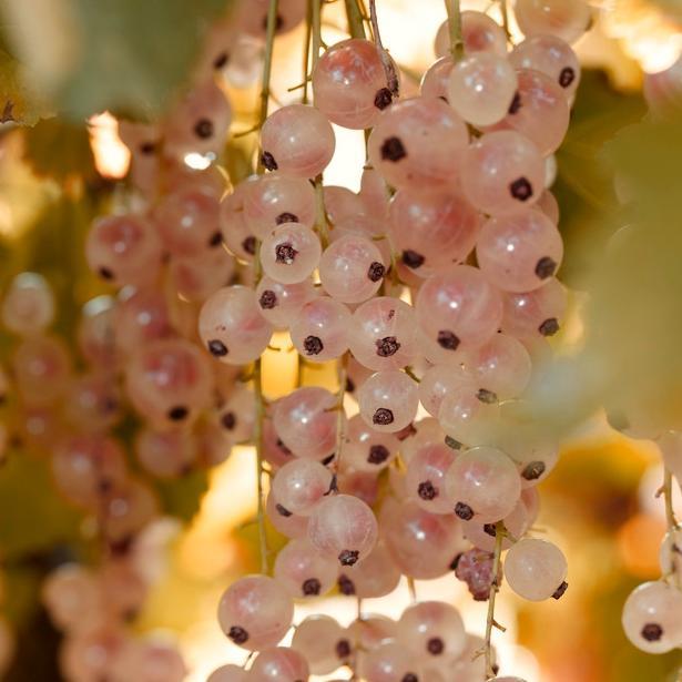 Gloire de Sablons' Pink Currant Plant Soft Fruit