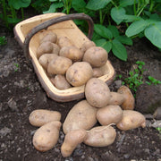 Golden Wonder' Maincrop Seed Potatoes Vegetables