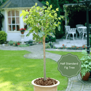 UK Hardy Fig Tree | 'Brown Turkey' Soft Fruit