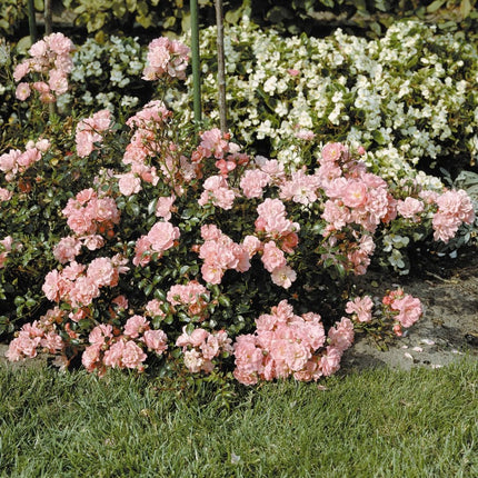 Happy Retirement' Shrub Rose Shrubs