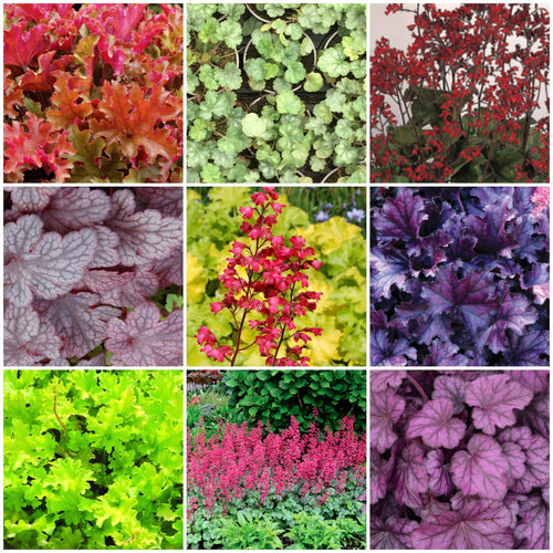 Heuchera Collection | 3 x 3L Pots Perennial Bedding