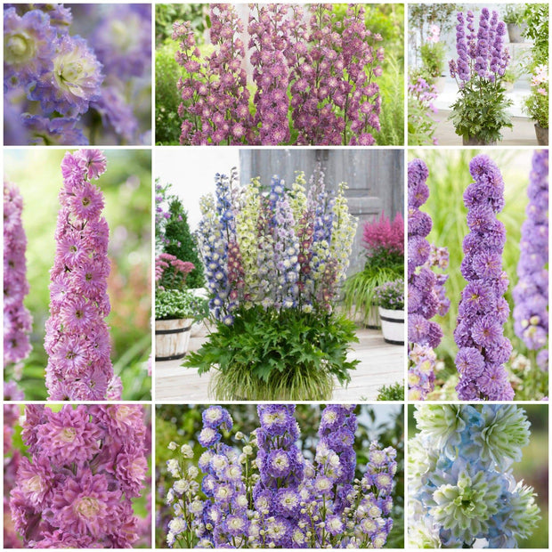 Delphinium Highlander Collection | 4 x 1L pots Perennial Bedding