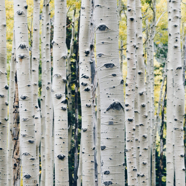 Himalayan Birch Tree | Betula Utilis Jacquemontii Ornamental Trees