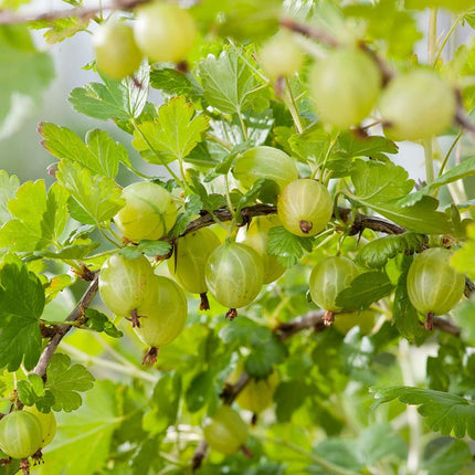 Hinnonmaki Green Gooseberry Bush Soft Fruit