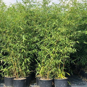 Golden Bamboo | Phyllostachys aurea Ornamental Trees