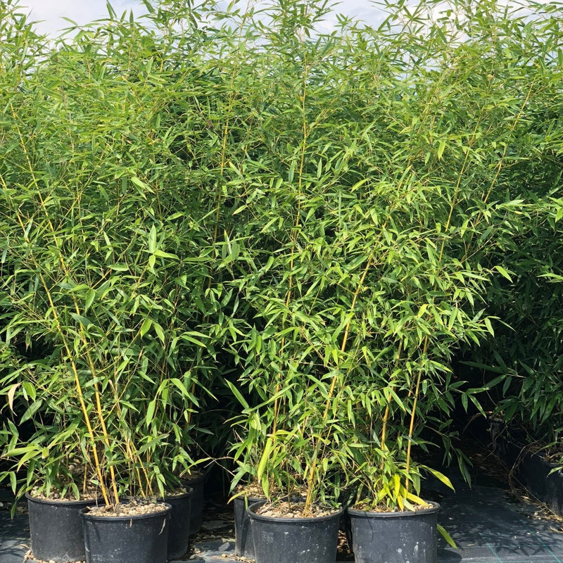 Golden Bamboo | Phyllostachys aurea Ornamental Trees