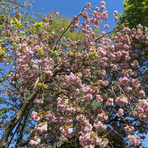 Pink Winter Flowering Cherry Tree | Prunus x subhirtella 'Autumnalis Rosea' Ornamental Trees